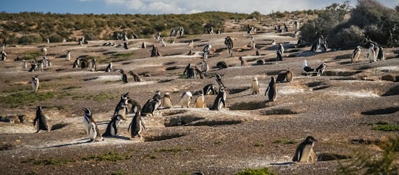 Excursion d’une journée à la réserve de pingouins de Punta Tombo